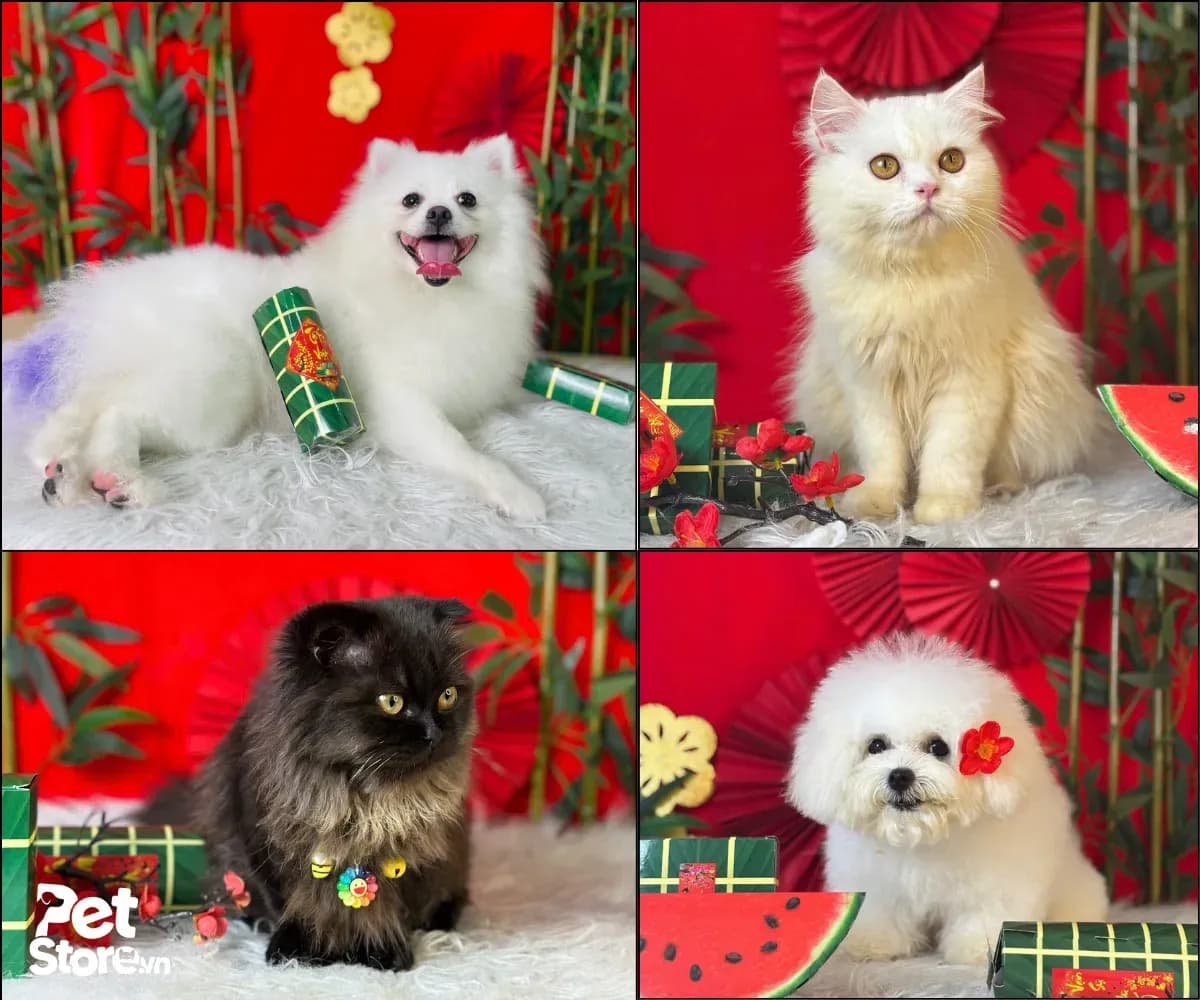 Ảnh concept Tết: Phốc sóc, mèo Ba Tư, Poodle sau khi grooming