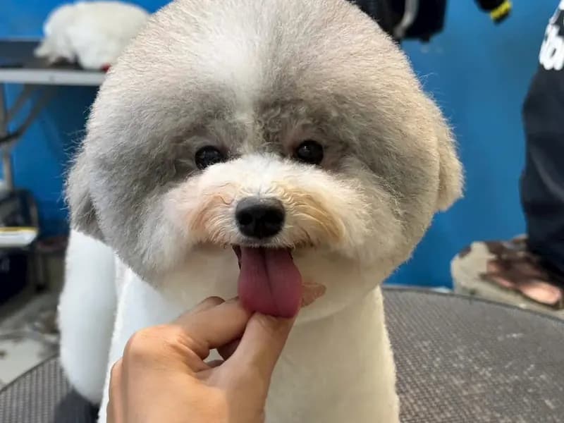 Poodle cắt tỉa tạo kiểu mặt tròn tại PetStore Quận 9
