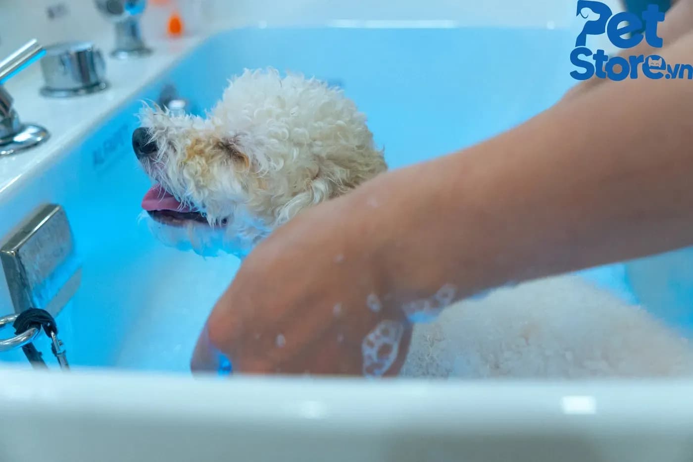 Tắm sấy cho cún Poodle tại PetStore Quận 9