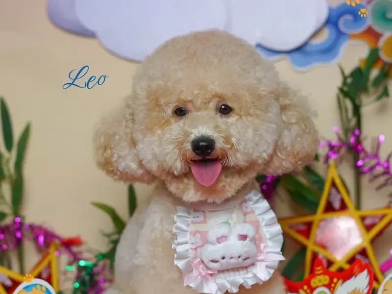 Bé Poodle sau khi tắm vệ sinh tại PetStore Quận 9