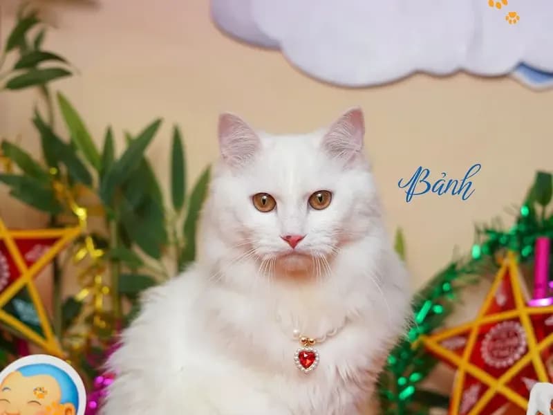 Mèo lông dài sau khi tắm vệ sinh tại PetStore Quận 9