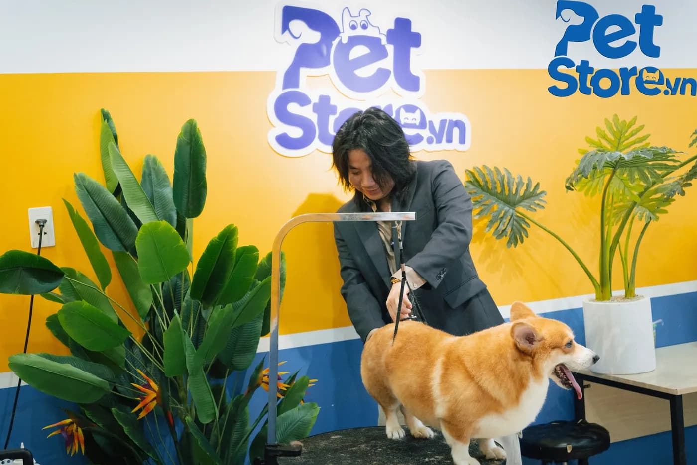 Groomer chải lông cho bé Corgi tại Thủ Đức