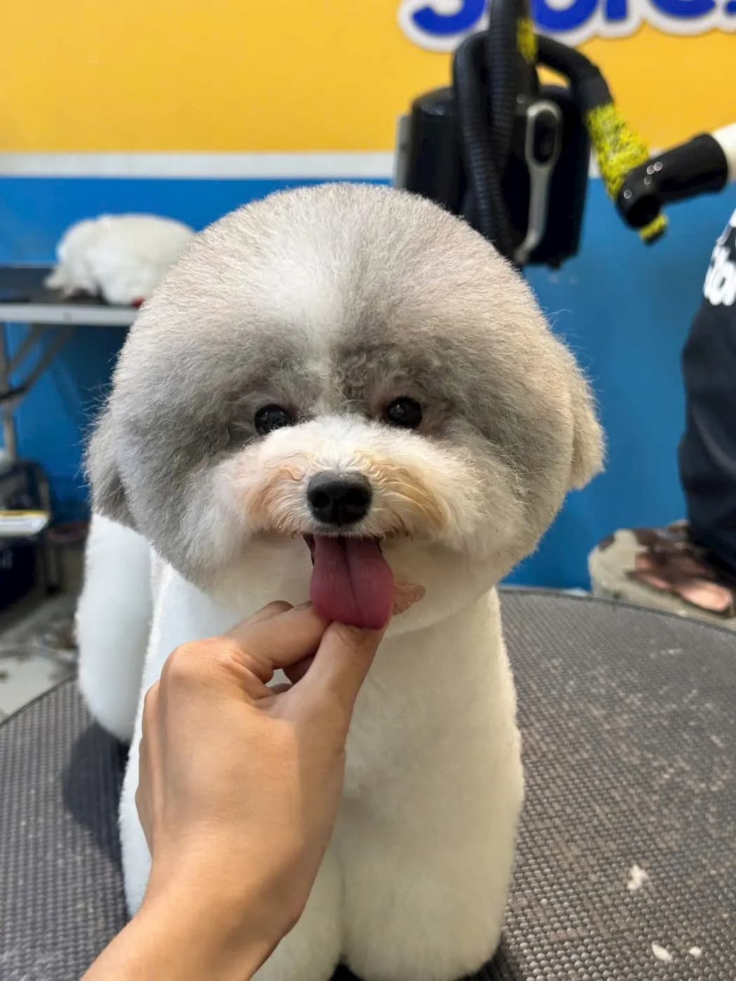 Poodle xám sau khi cắt tỉa tạo kiểu tại PetStore.vn