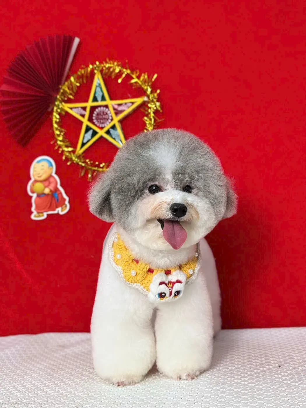 Poodle tạo kiểu mặt tròn chụp ảnh Tết tại PetStore