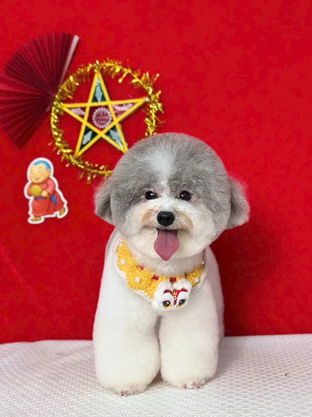Poodle xám lè lưỡi sau khi làm đẹp