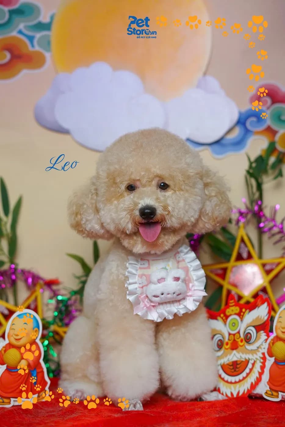 Poodle nâu sau khi tắm vệ sinh chuyên sâu