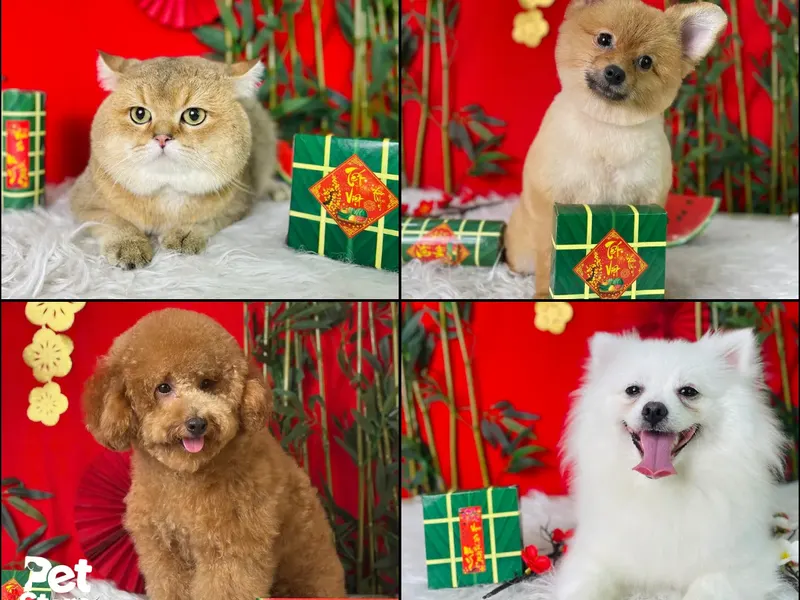 Bộ ảnh concept Tết của các bé cún mèo sau khi grooming tại PetStore.vn