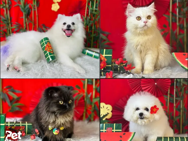 Ảnh concept Tết: Phốc sóc, mèo Ba Tư, Poodle sau khi grooming