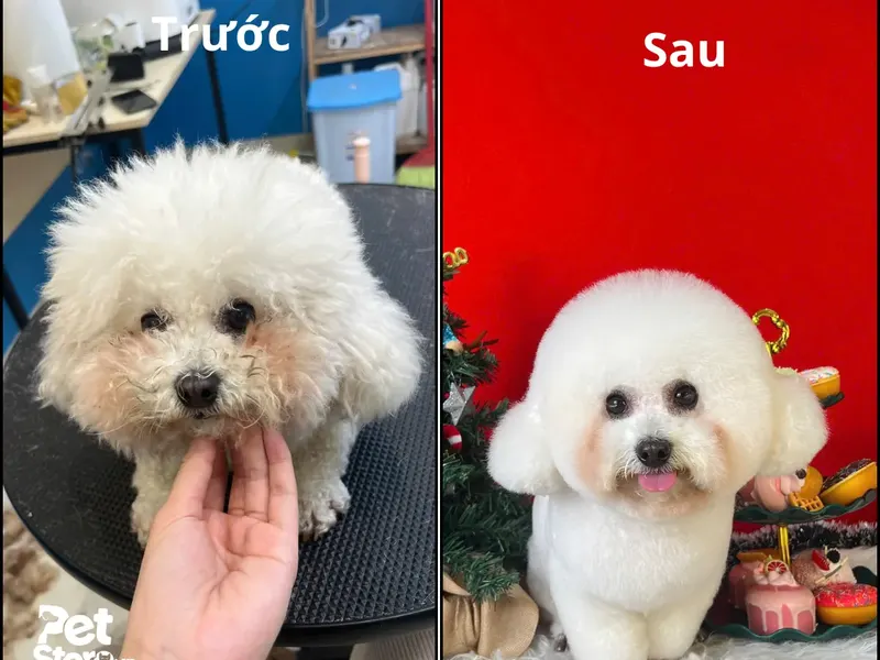 Trước và sau khi cắt tỉa tạo kiểu Combo 4 tại PetStore.vn