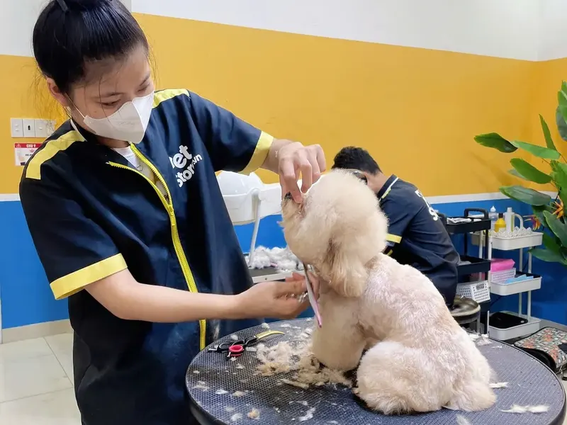 Groomer cạo lông cho cún tại PetStore Quận 9