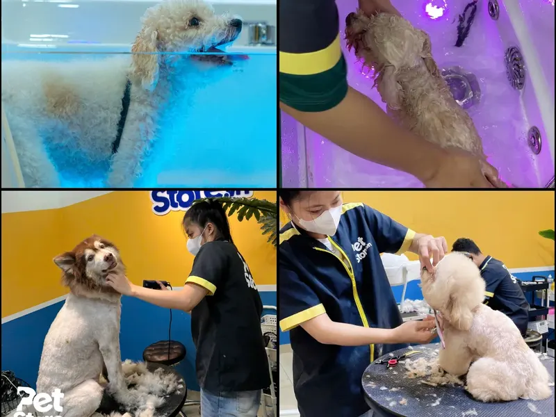 Groomer PetStore.vn đang tắm và cắt tỉa cho các bé