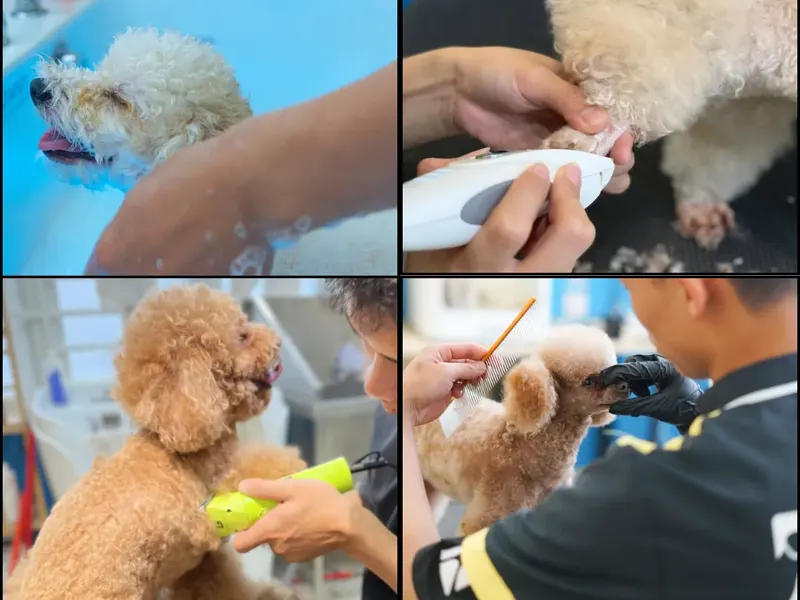 Groomer PetStore.vn tắm và cắt tỉa cho bé Poodle