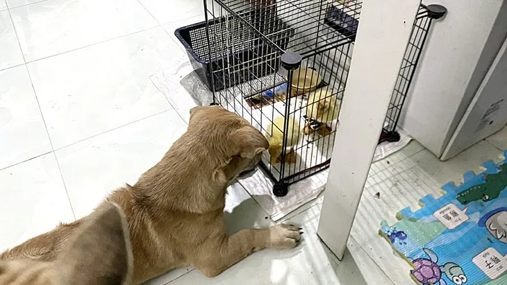 nuoichomeotrongchungcu2