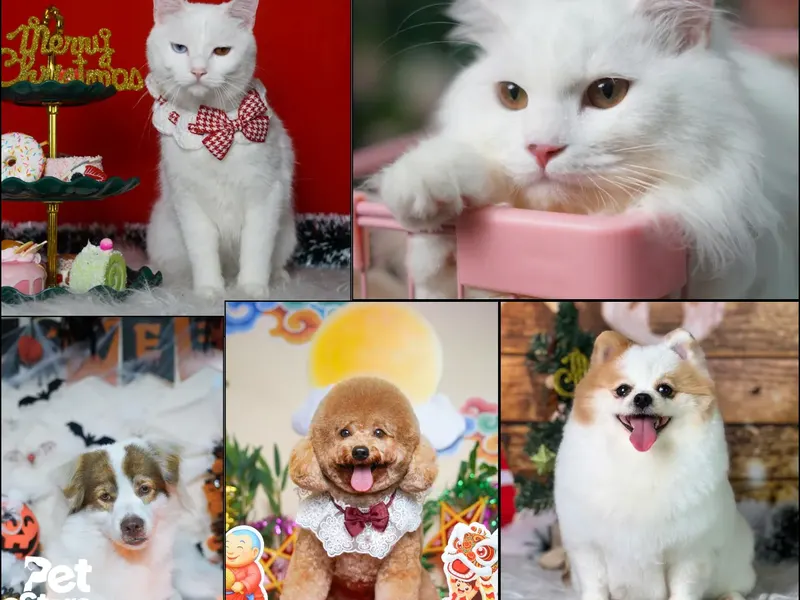 Các bé sau khi grooming tại PetStore.vn được chụp bộ ảnh concept