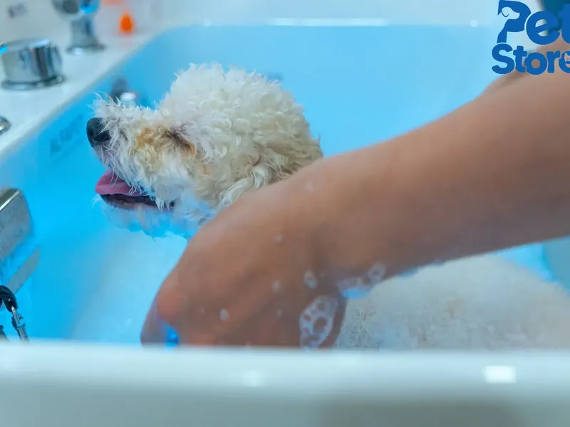 Tắm sấy cho cún Poodle tại PetStore Quận 9