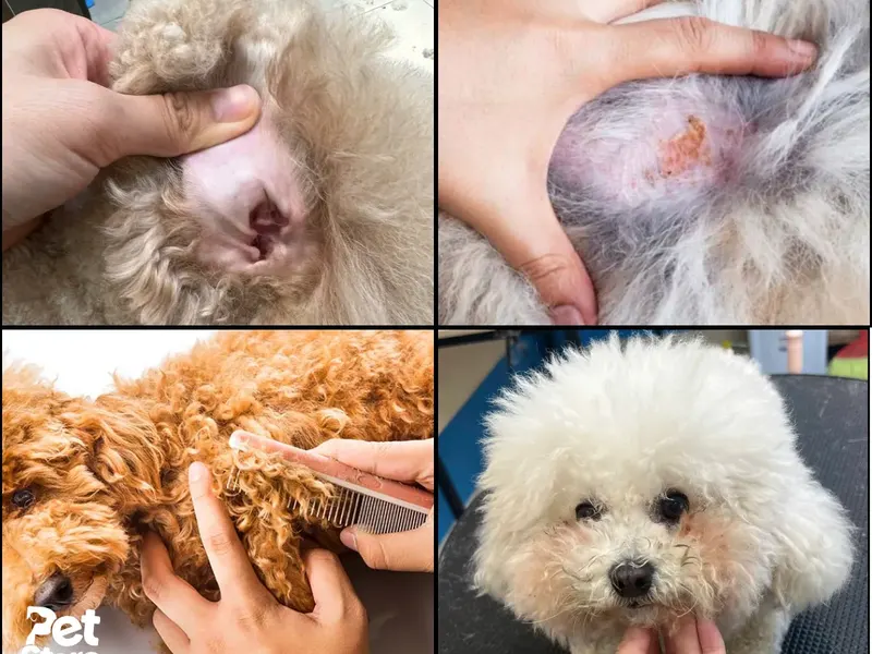 Tình trạng trước khi grooming: viêm tai, viêm da, lông rối